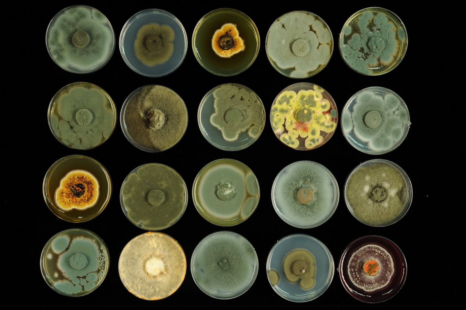 Course Image Aplinkos mikrobiologija