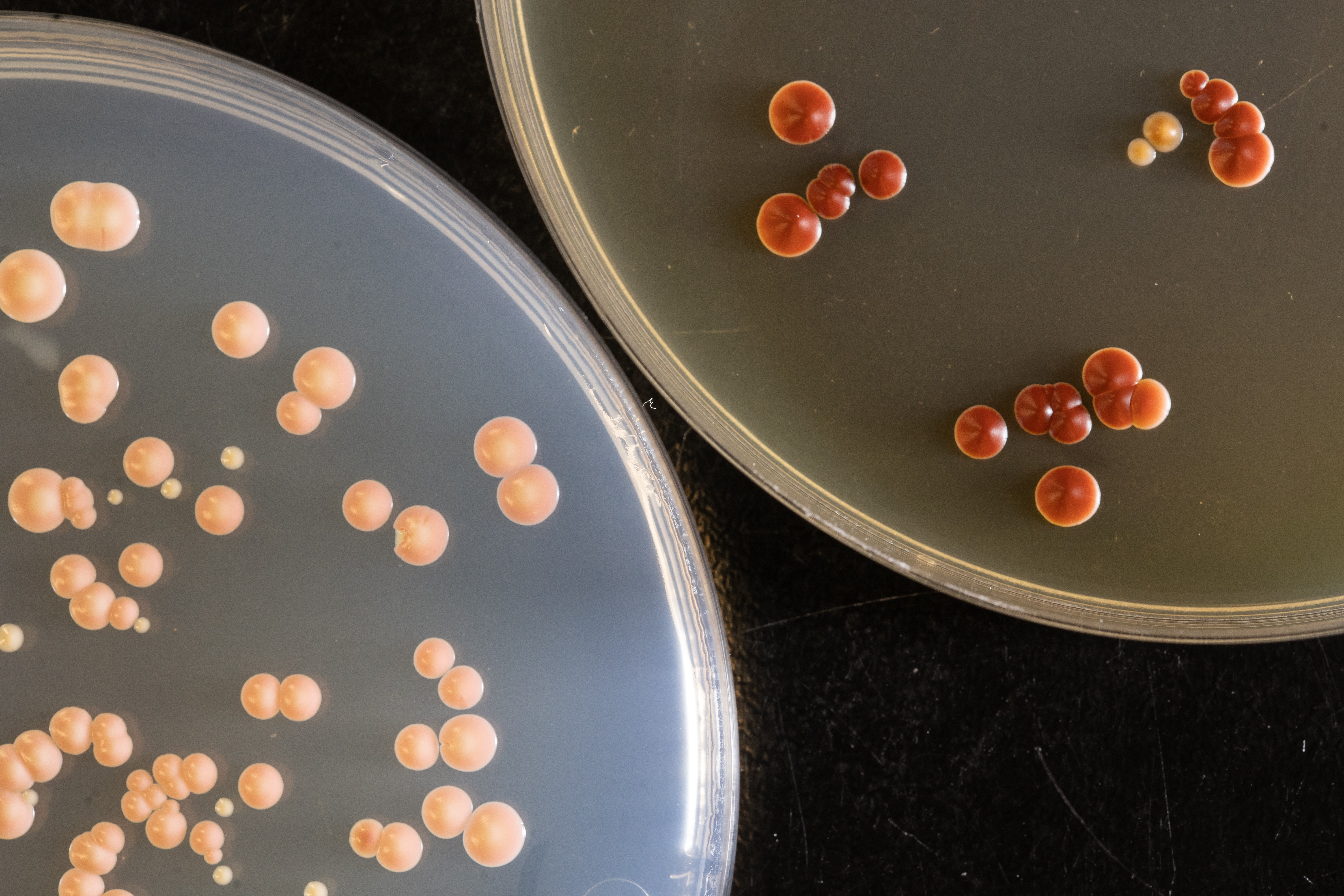 Course Image Mikroorganizmų genetika