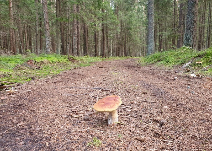 Course Image Experiences/Research/Applied projects