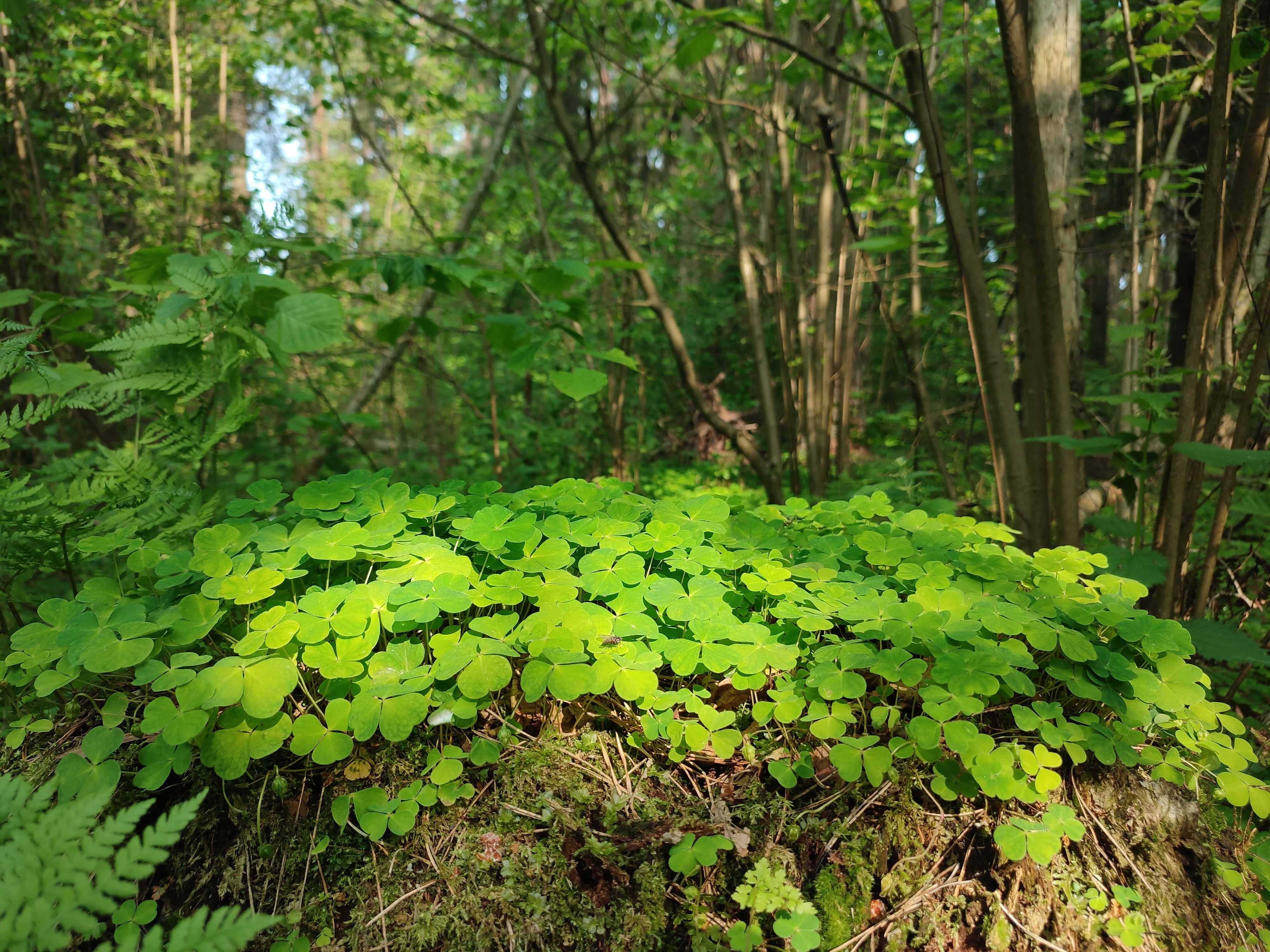 Course Image Environmental Ethics