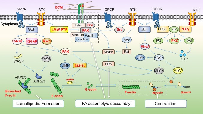 Course Image Funkcinė ląstelės biologija