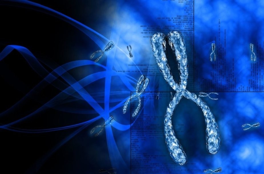 Course Image Eukariotų chromosomų struktūra ir funkcijos