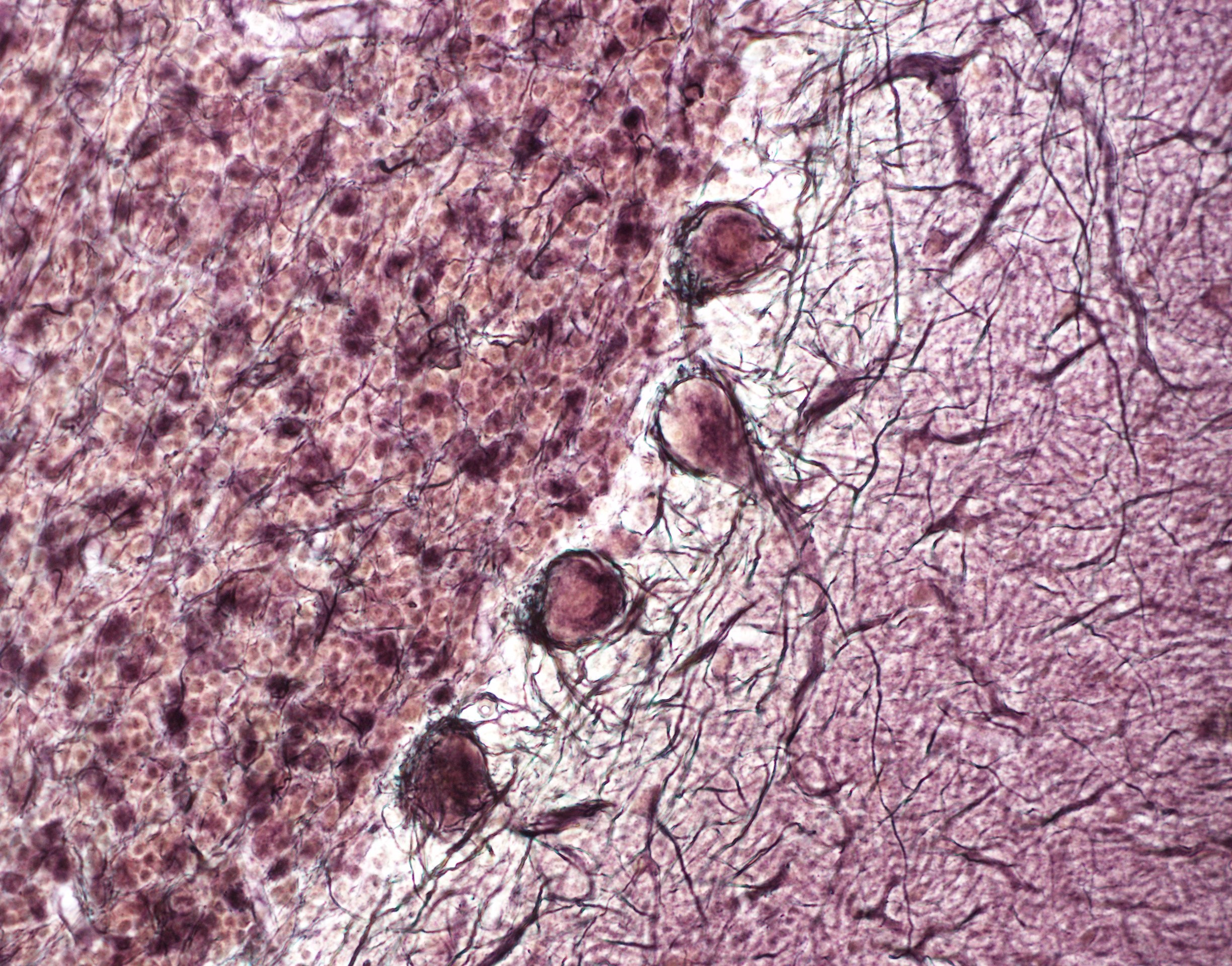 Course Image Žmogaus histologija (Medicina)