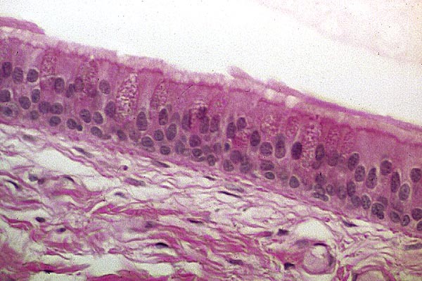 Course Image Žmogaus histologija (Odontologija)