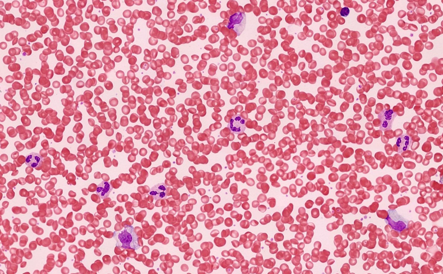 Course Image Human Histology (Medicine)