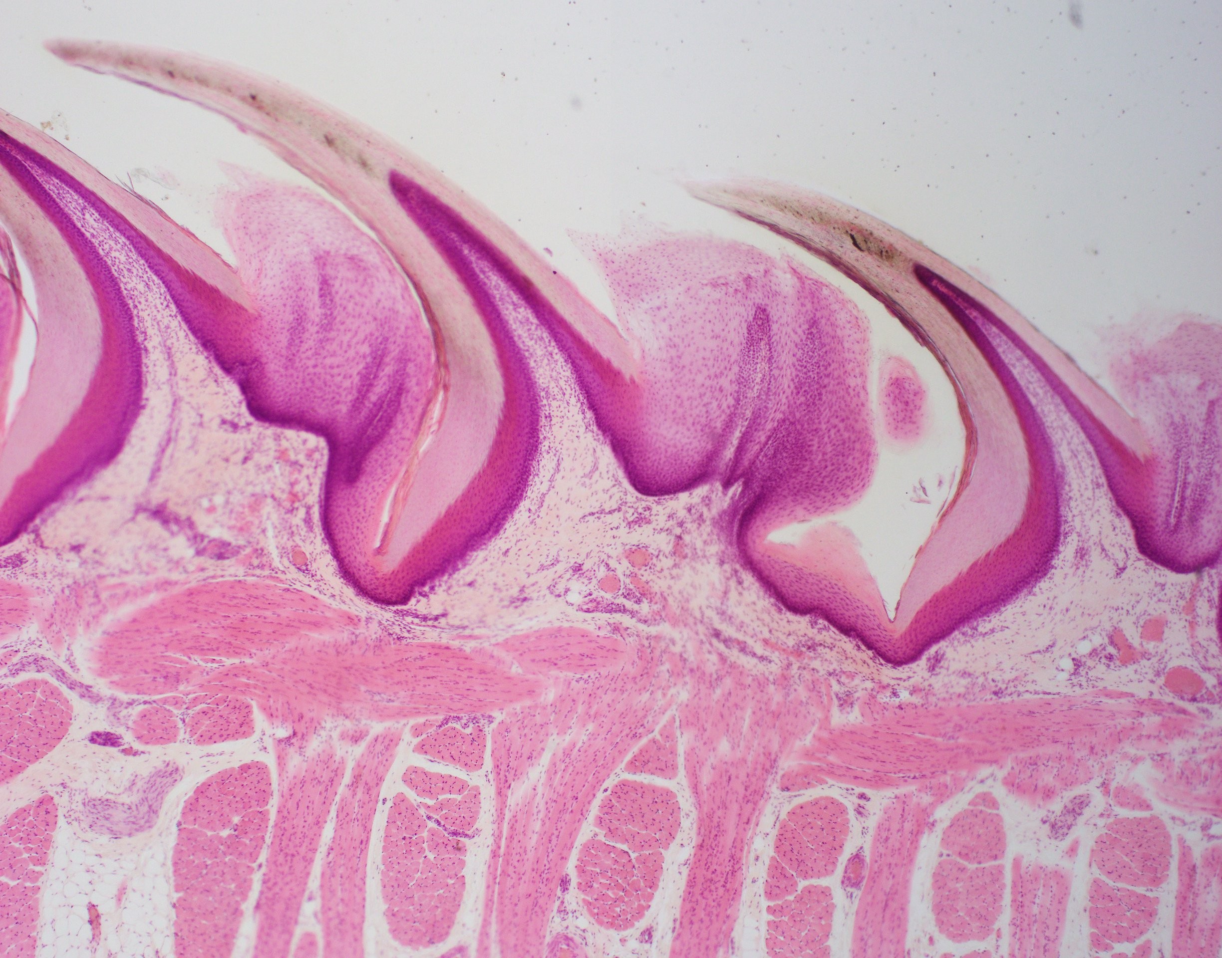 Course Image Human Histology (Dentistry)