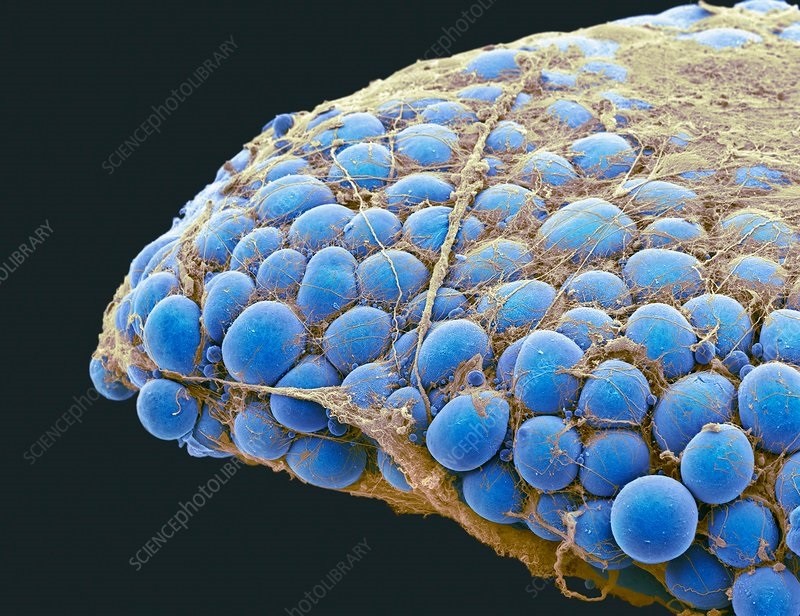 Course Image Histologija