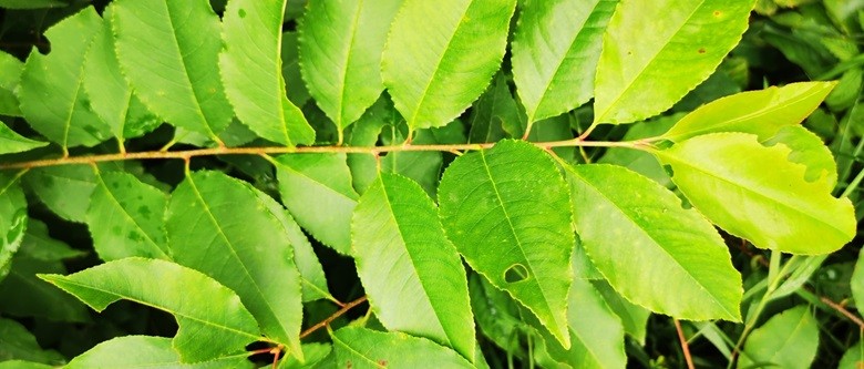 Course Image Invazijų biologija