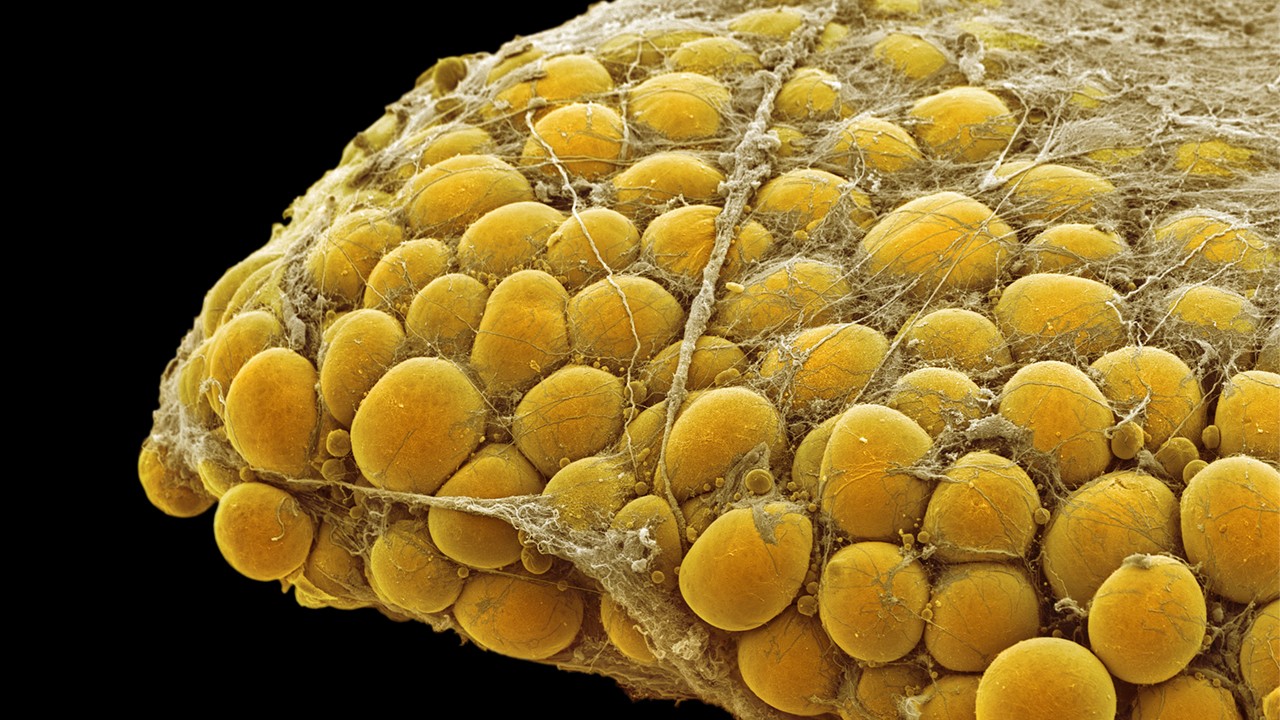 Course Image Comparative Histology