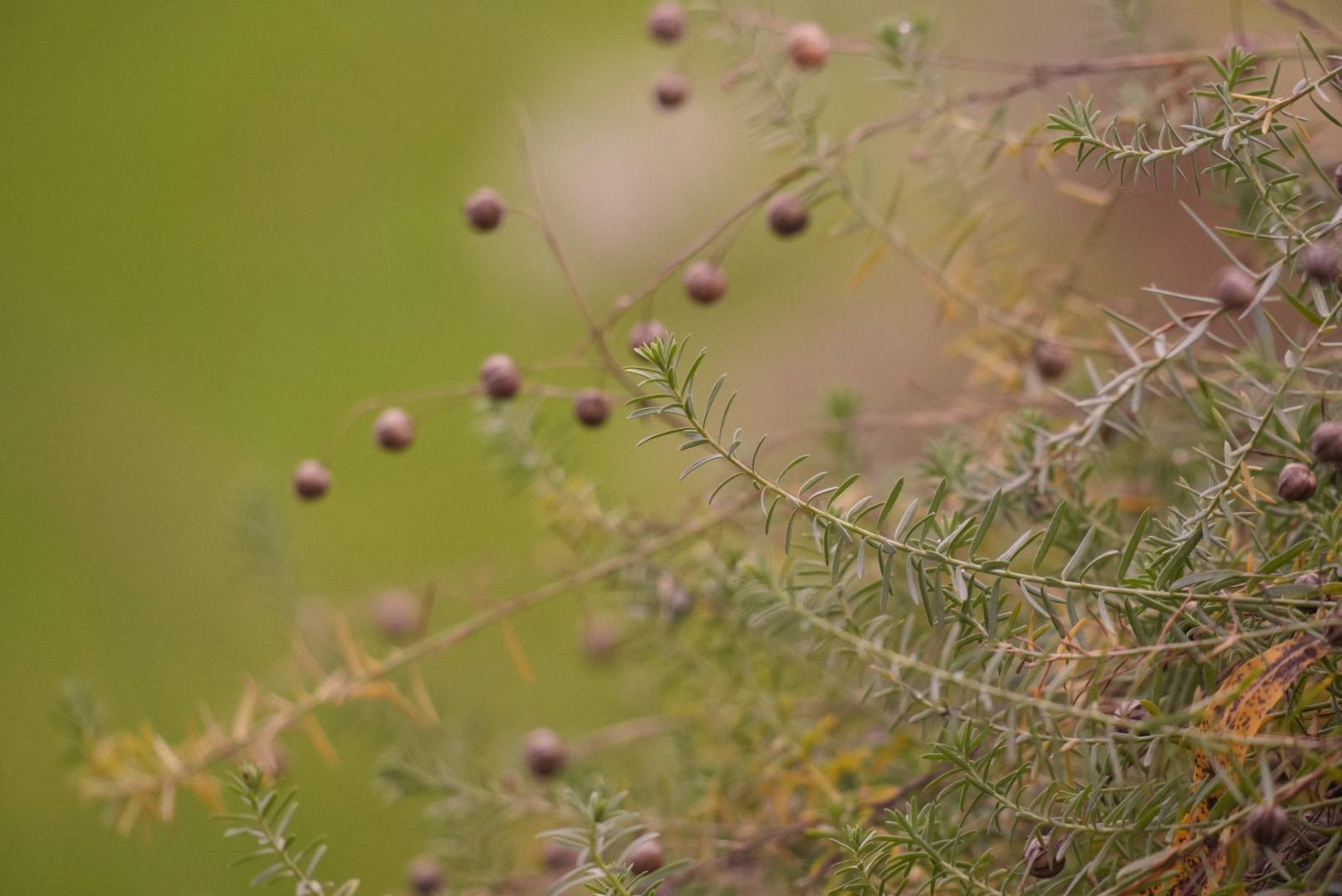 Course Image Emocijos (S)