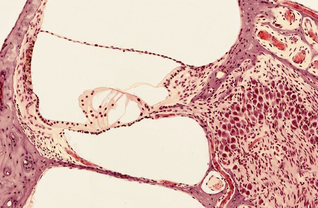 Course Image Human Histology 2nd semester (Medicine)