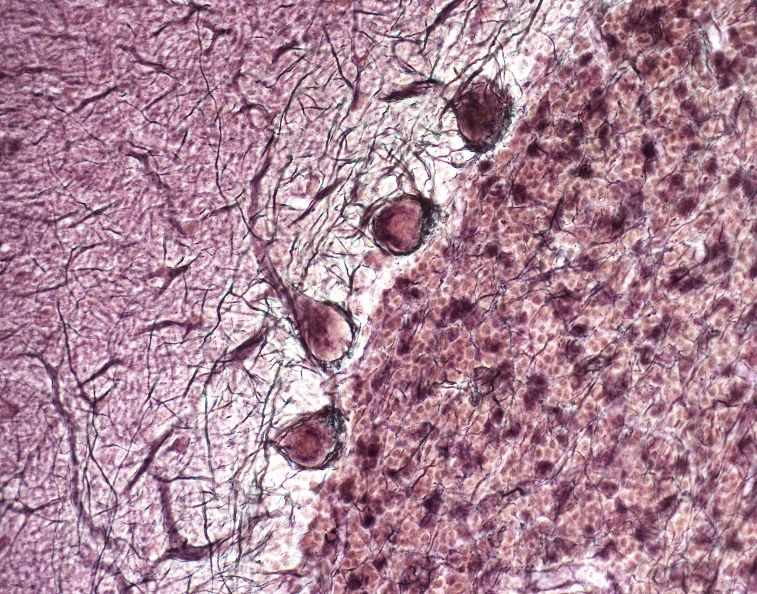 Course Image Žmogaus histologija (Medicina) II semestras