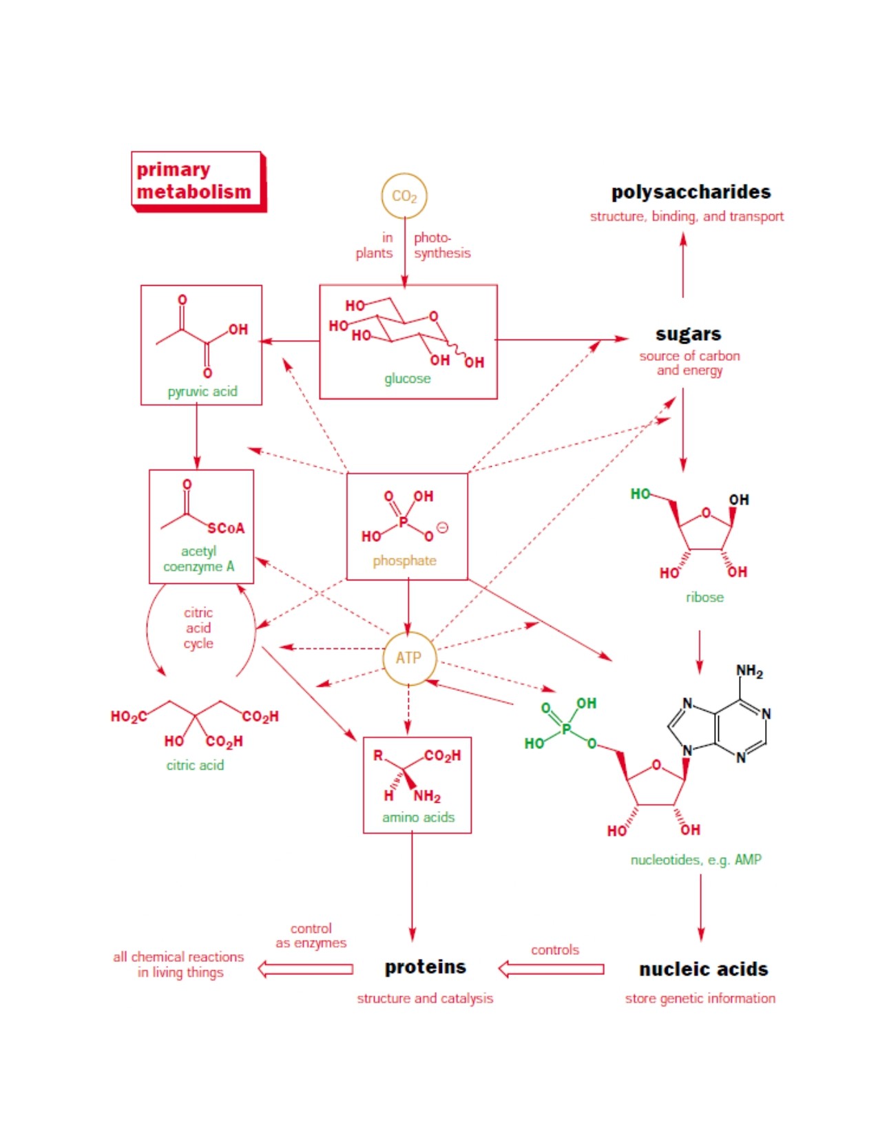 Course Image Biochemija