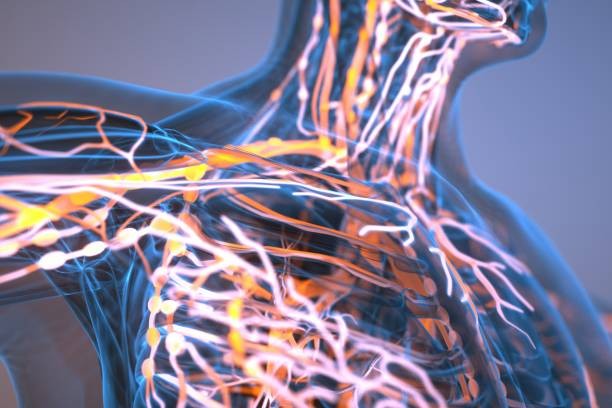 Course Image Human Physiology 2026 (Dentistry)