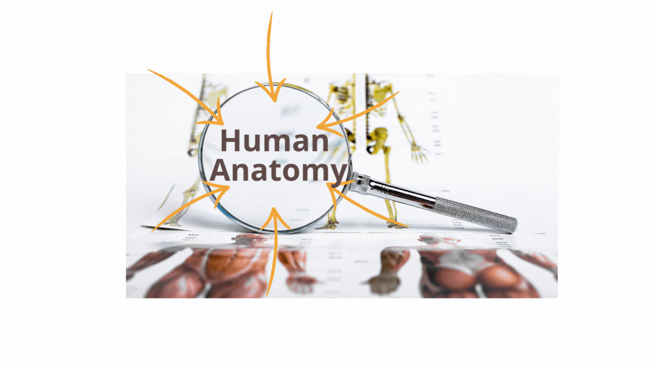 Course Image Human Anatomy for Dentistry students, spring semester