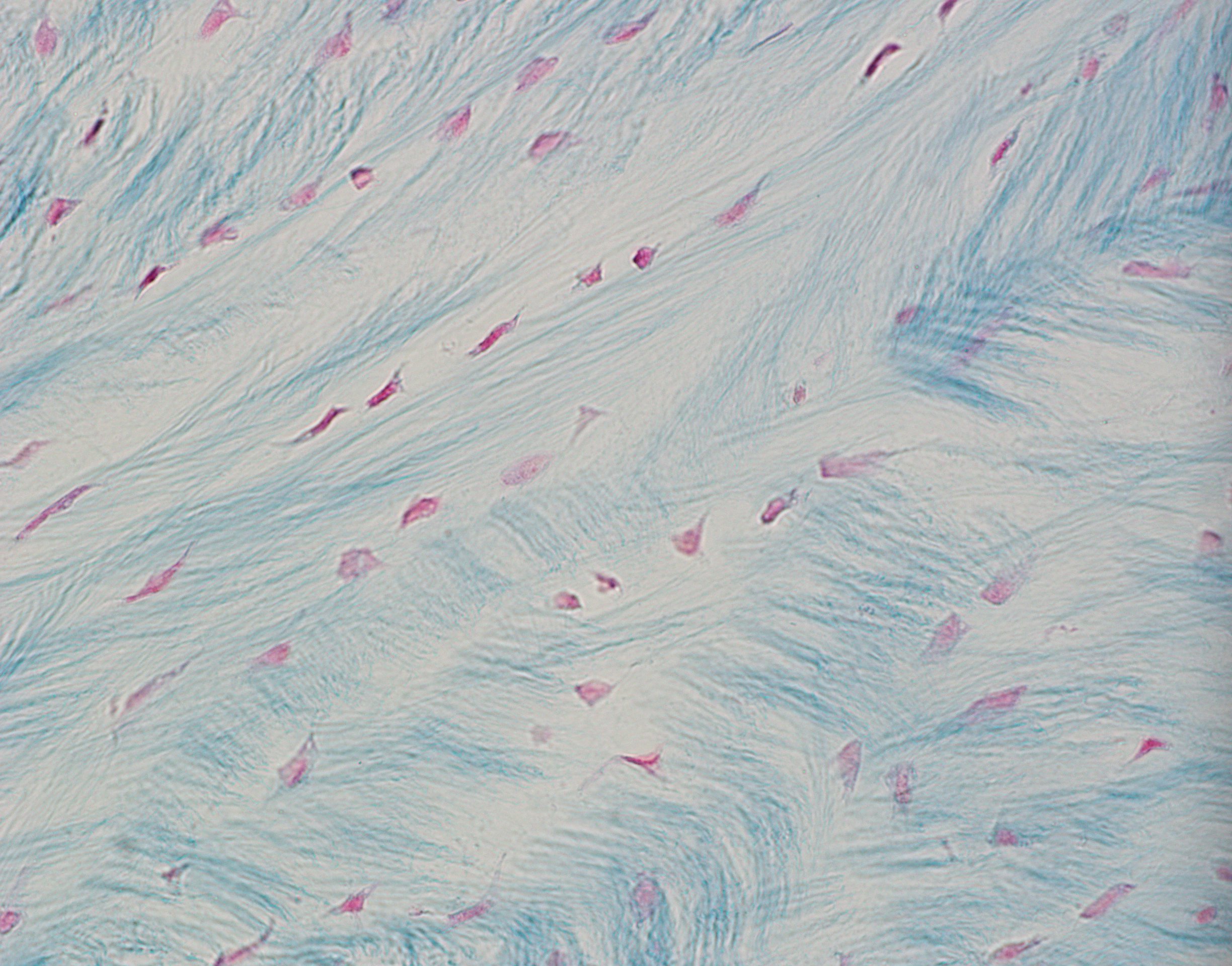 Course Image Žmogaus histologija (Medicina)