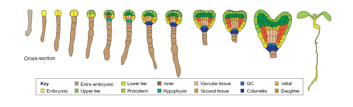 Course Image Augalų molekulinė biologija ir genetika