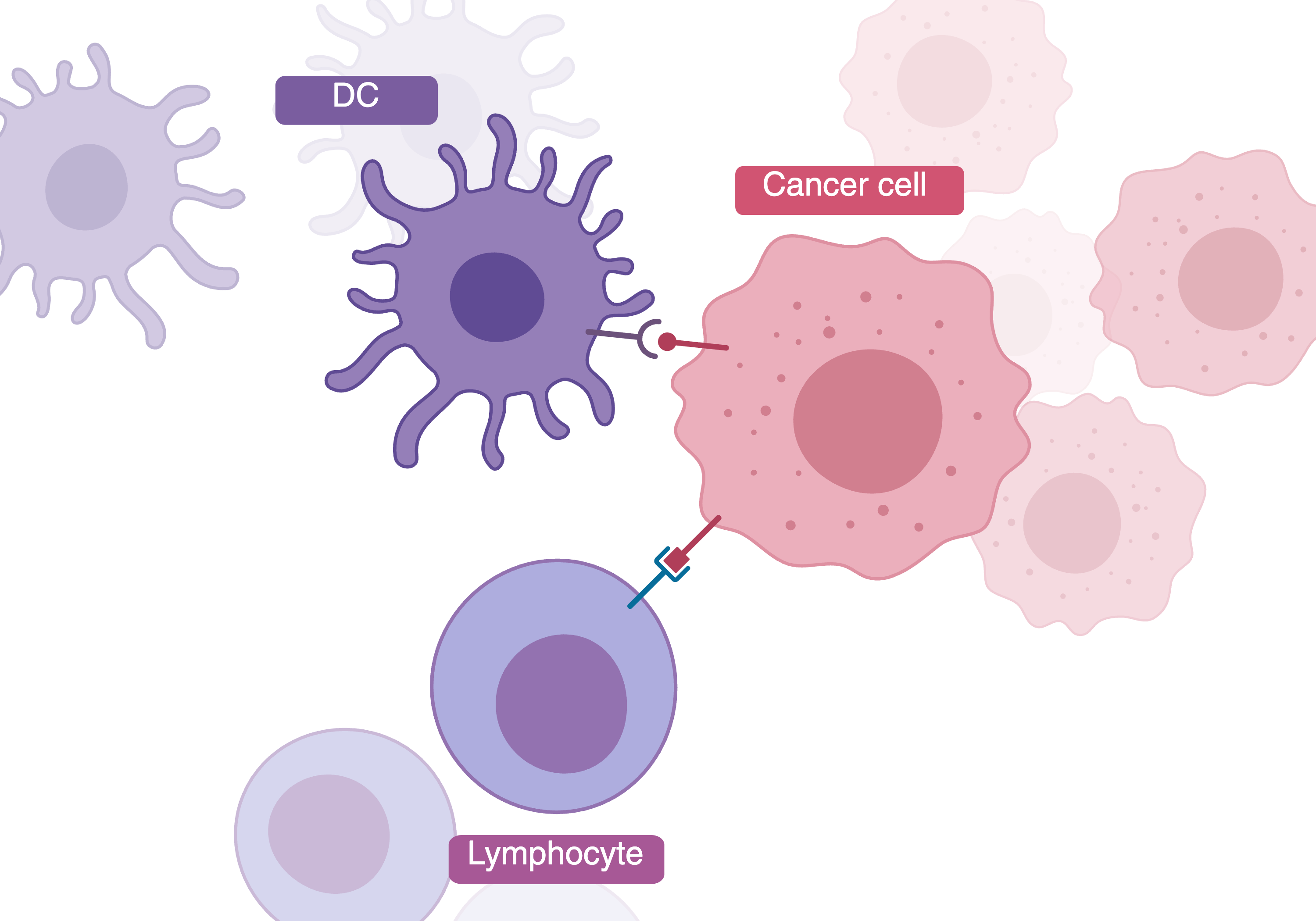 Course Image Vėžio imunologija ir mikrobinė onkologija