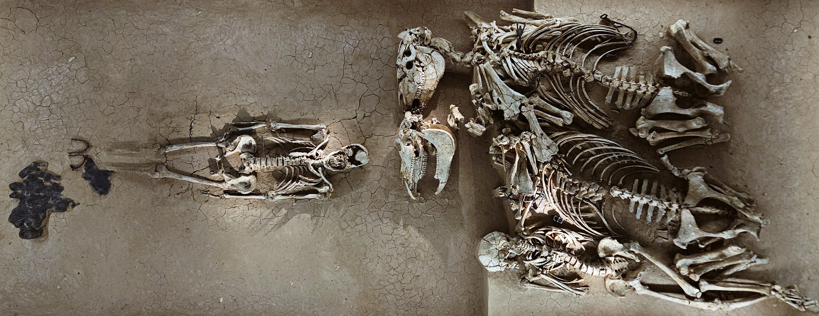 Course Image Žmogus ir jo aplinka: kilmė, raida ir įvairovė (Biologinės evoliucijos pagrindai – 2 kr.; Medžioklės-rinkimo ir žemdirbystės fazės, jų demografinė ir ekologinė charakteristika - 5 kr.; Urbanizacijos ir industrializacijos fazės, jų demogr