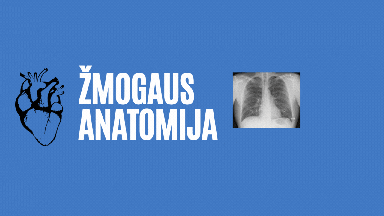 Course Image Žmogaus anatomija Odontologijos programa