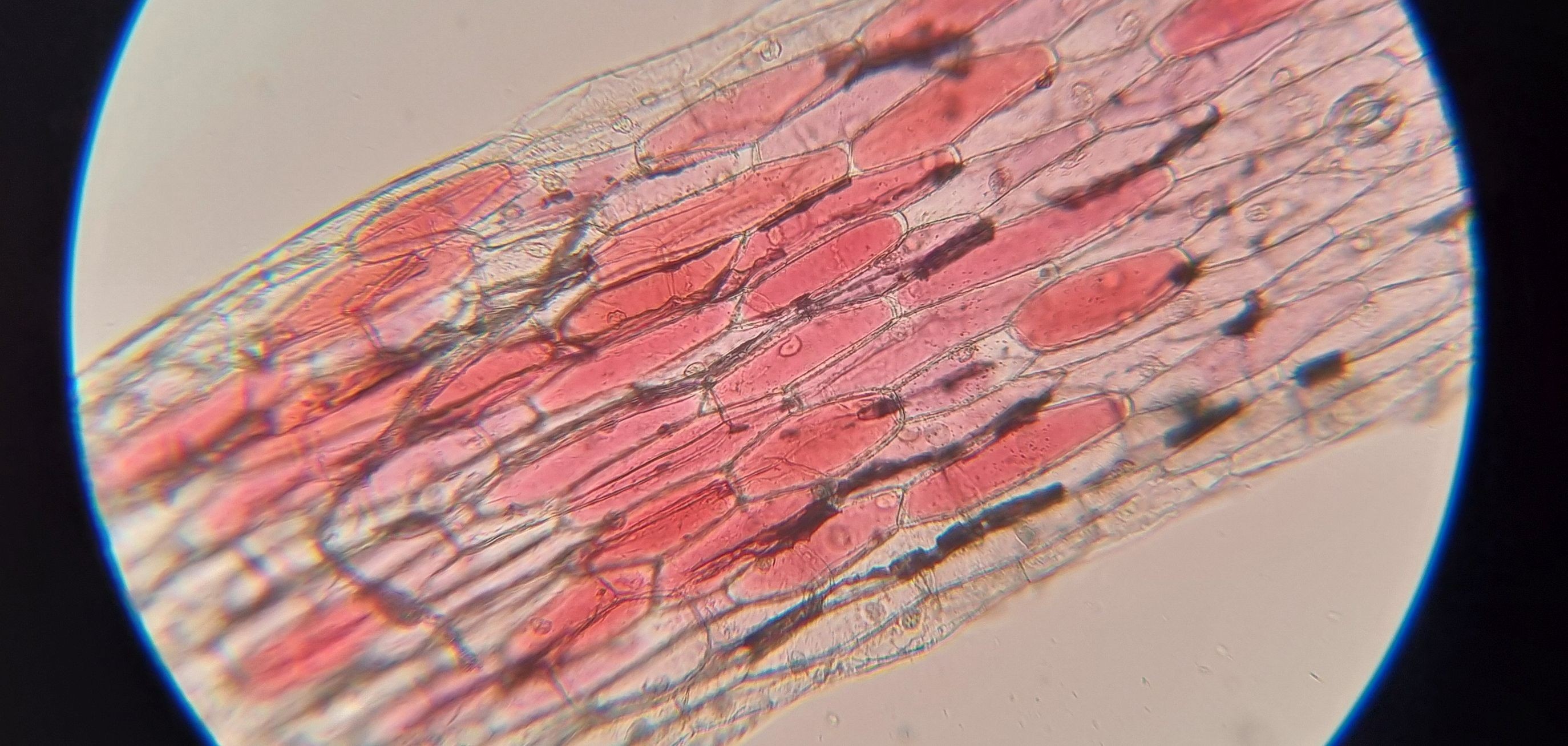 Course Image Cell Structure (spring)