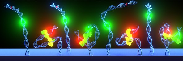 Course Image Biophysical Methods of Single Molecules and Cells