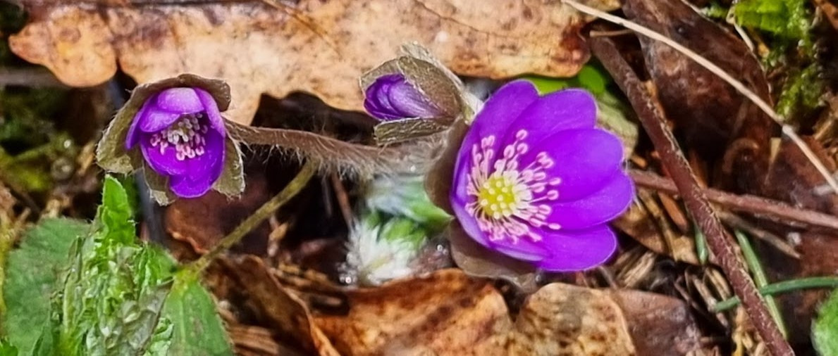 Course Image Gamtamokslinio ir socialinio raštingumo ugdymas (Gyvosios gamtos didaktika)