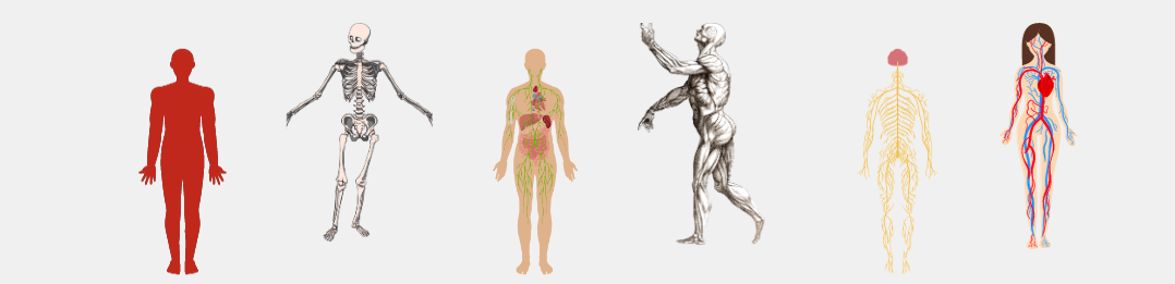 Course Image Žmogaus anatomijos pagrindai