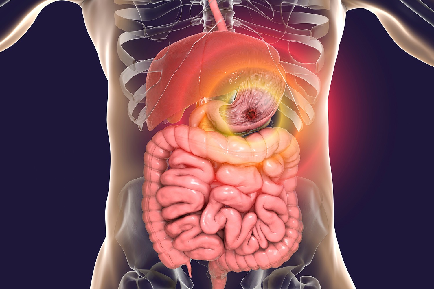 Course Image GASTROENTEROLOGY CLASSES 2025-2026