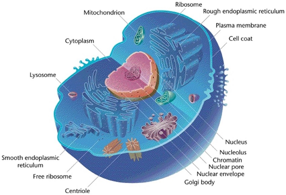 Course Image SLBC Struktūrinė ląstelės biologija ir citogenetika