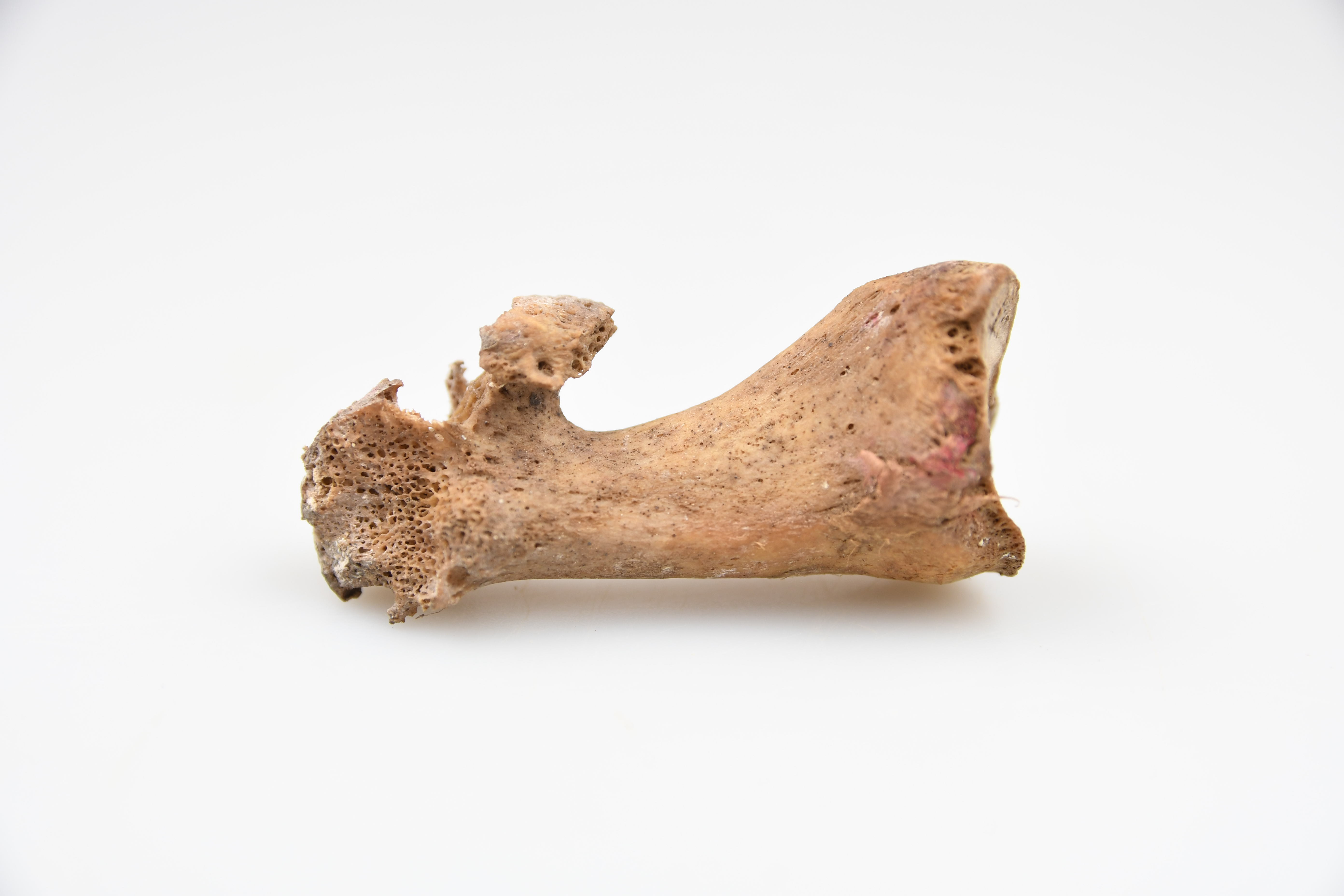 Course Image Bioarcheologijos pagrindai (Žmogaus kūno sandaros pagrindai, skeleto ir dantų anatomija - 5 kr.; Taikomieji žmogaus skeleto ir dantų tyrimai - 3 kr.; Gyvūnų skeleto anatomija, taikomieji gyvūnų kaulų tyrimai - 4 kr.; Archeobotanikos pagrindai, 