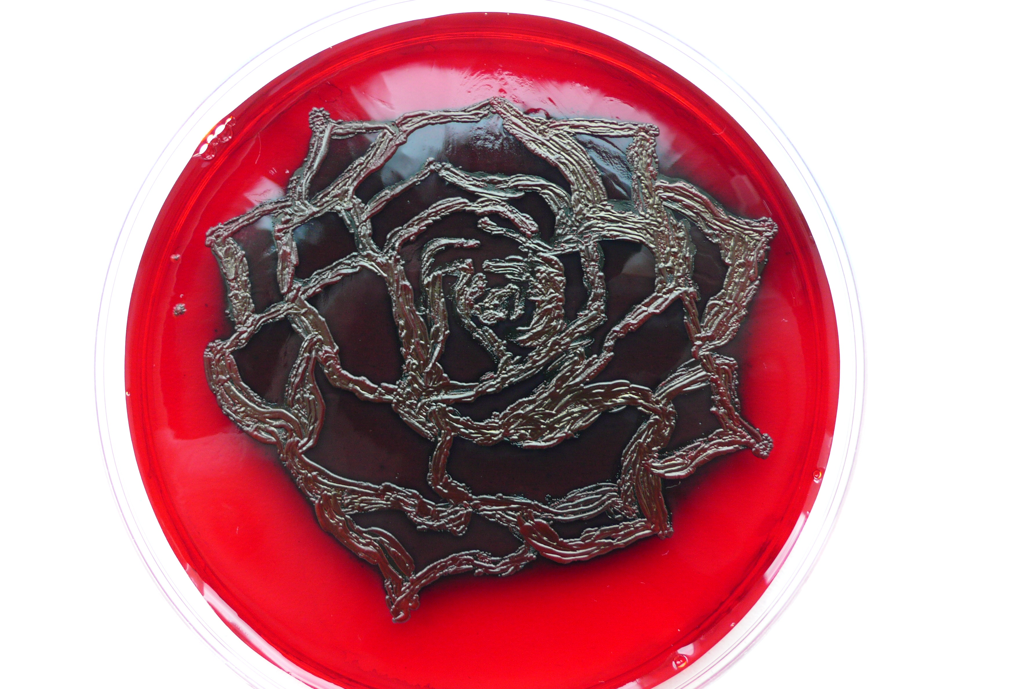 Course Image Mikrobiologija ir imunologija II/II