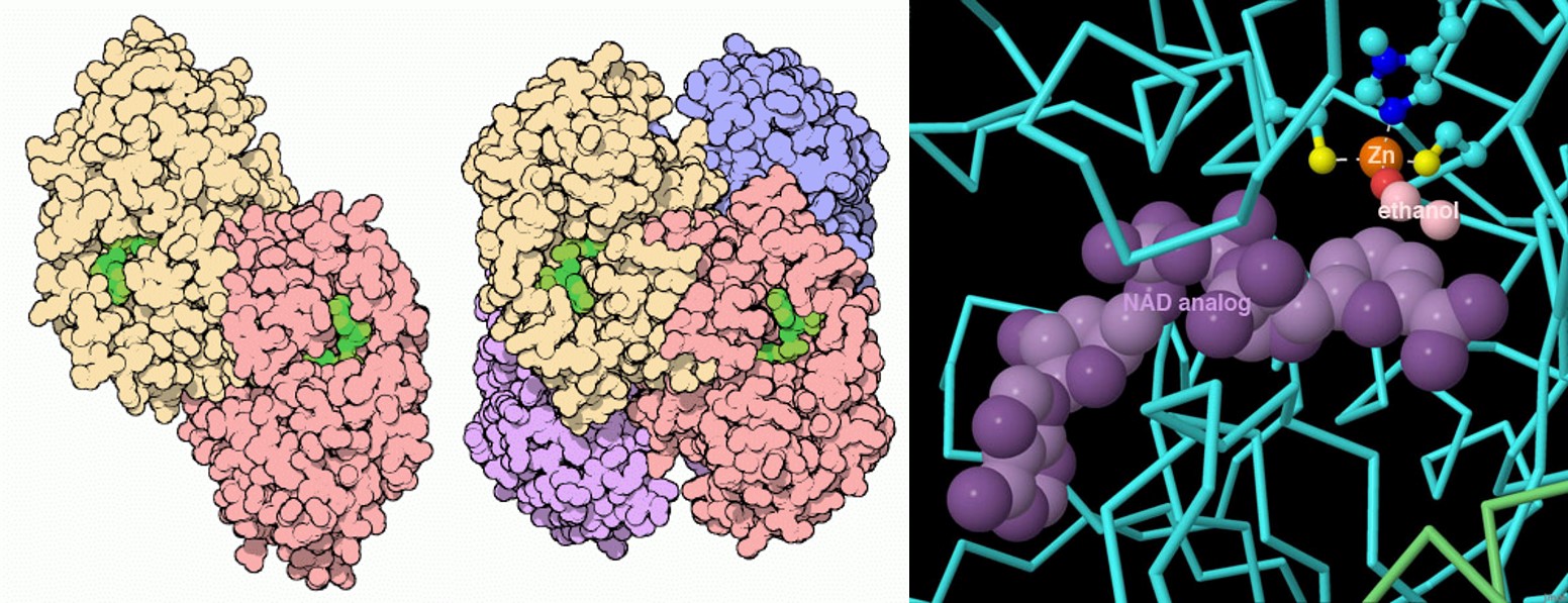 Course Image Biochemija Bioinformatikams
