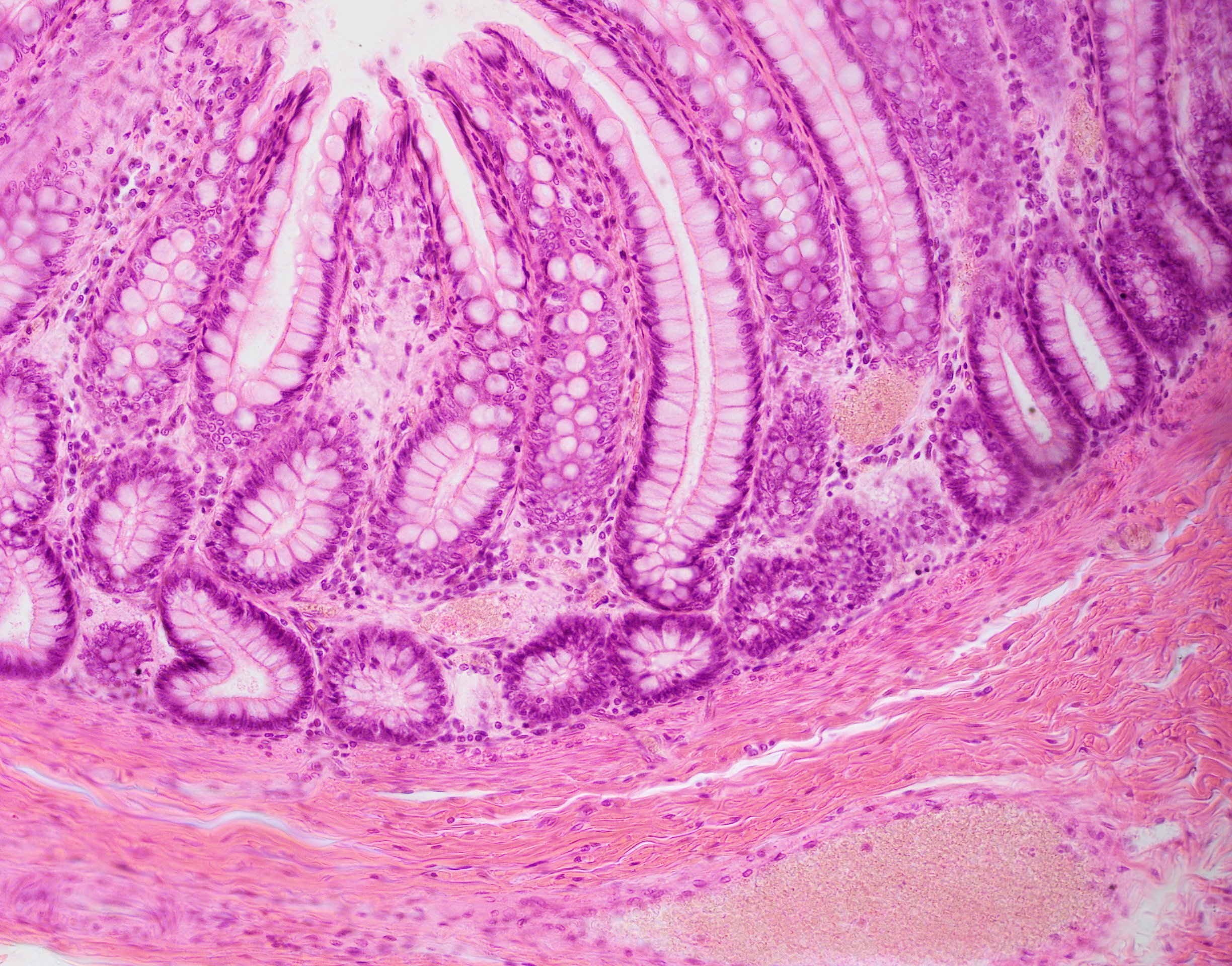 Course Image Žmogaus histologija (II semestras)