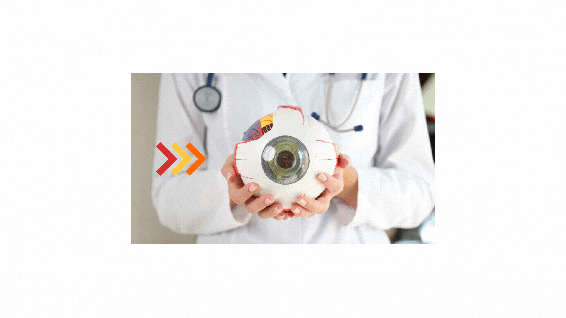 Course Image Biomedicinos mokslai. Bendroji ir akių anatomija ir histologija