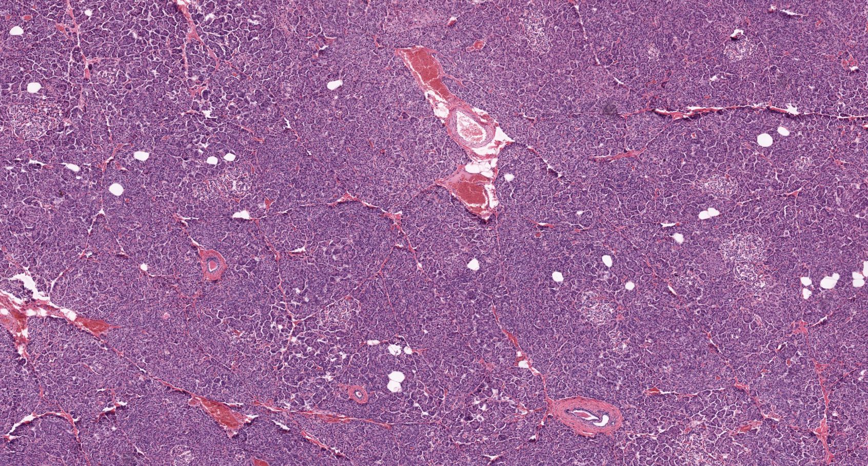 Course Image Human Histology 2nd semester (Medicine)