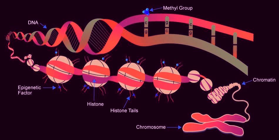 Course Image Epigenomics - spring 2025