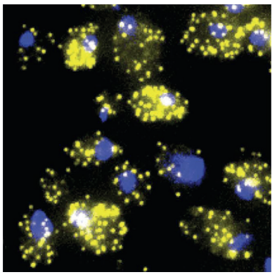 Course Image Transcriptomics
