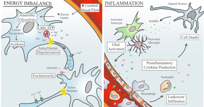 Course Image Neurologija rezidentams